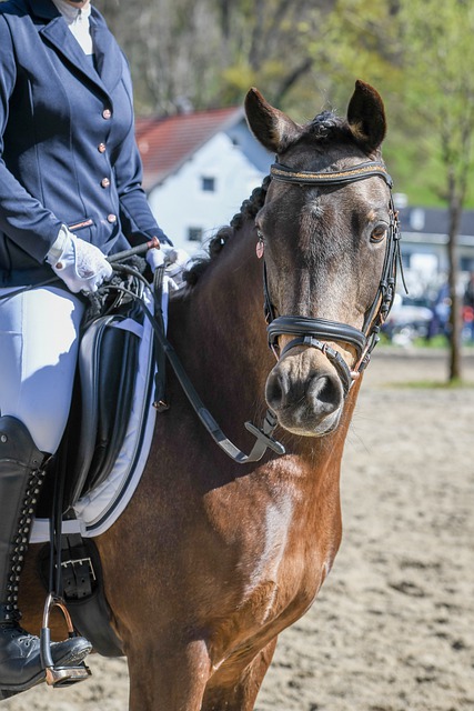 让球迷们看 让球迷们看