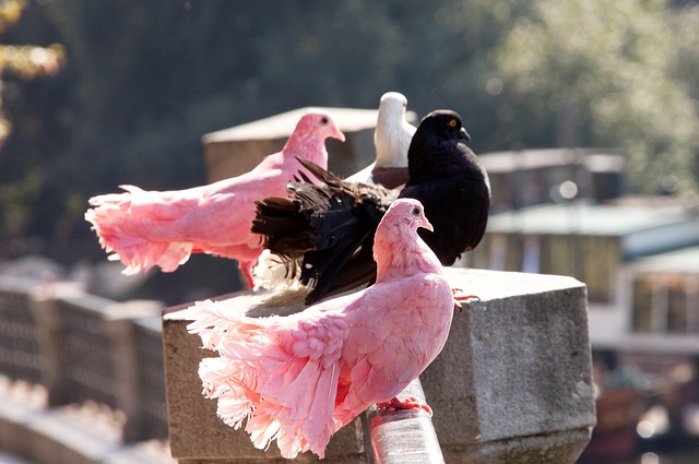 牌影響力 牌影響力